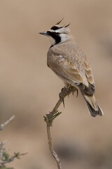 Temmincks Strandleeuwerik, Temminck's Lark, Eremophila bilopha