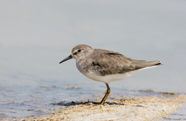 Temmincks Strandloper, Temminck's Stint, Calidris temminckii