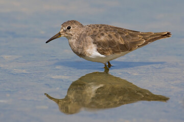 Temmincks Strandloper, Temminck\'s Stint, Calidris temminckii