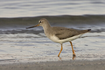 Terek Sandpiper; Terekruiter; Xenus cinereus