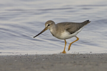 Terek Sandpiper; Terekruiter; Xenus cinereus