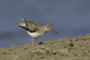Terek Sandpiper; Terekruiter; Xenus cinereus