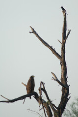 Crested serpent eagle Spilornis cheela at the bottom and black drongo Dicrurus macrocercus at the top. Keoladeo Ghana. Bharatpur. Rajasthan. India.