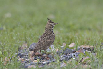 Thekla Lark, Theklaleeuwerik, Galerida theklae