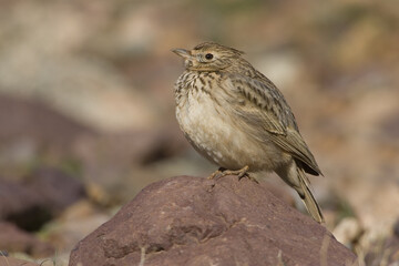 Thekla Lark, Theklaleeuwerik, Galerida theklae