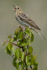 Fototapeta premium Tree Pipit, Boompieper, Anthus trivialis