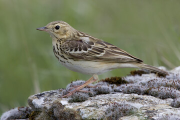 Tree Pipit, Boompieper, Anthus trivialis