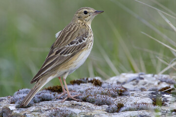 Tree Pipit, Boompieper, Anthus trivialis