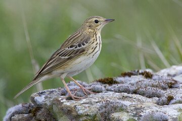 Tree Pipit, Boompieper, Anthus trivialis