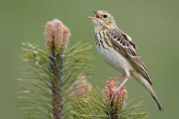 Tree Pipit, Boompieper, Anthus trivialis