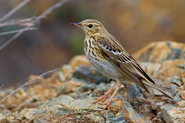 Boompieper, Tree Pipit, Anthus trivialis