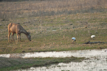 Female sambar Rusa unicolor grazing. Keoladeo Ghana National Park. Bharatpur. Rajasthan. India.