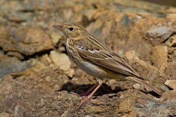 Boompieper, Tree Pipit, Anthus trivialis