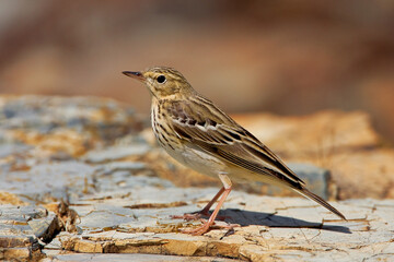 Boompieper, Tree Pipit, Anthus trivialis
