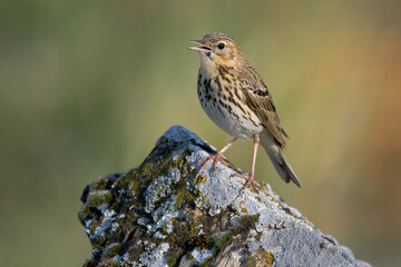 Boompieper, Tree Pipit, Anthus trivialis