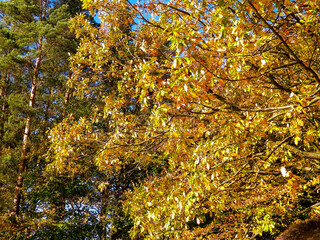 Tree with yellow leaves. Autumn season.