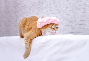 A ginger cat with a bandage on his head is sleeping, resting his head on a towel against the background of a loft-style wall, relaxing.