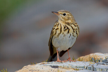 Boompieper, Tree Pipit, Anthus trivialis
