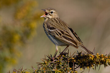 Boompieper, Tree Pipit, Anthus trivialis