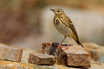 Boompieper, Tree Pipit, Anthus trivialis