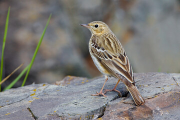 Boompieper, Tree Pipit, Anthus trivialis