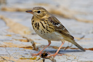 Boompieper, Tree Pipit, Anthus trivialis