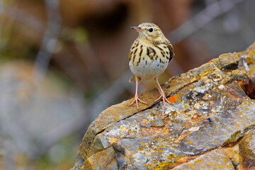 Boompieper, Tree Pipit, Anthus trivialis