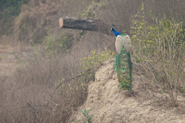 Obraz premium Male Indian peafowl Pavo cristatus. Keoladeo Ghana National Park. Bharatpur. Rajasthan. India.