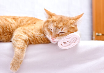 The cat sleeps, resting its head on a towel against the background of a loft-style wall, relaxing.