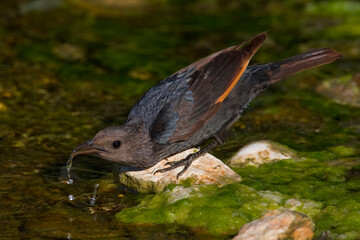 Tristrams Spreeuw, Tristram\'s Starling, Amydrus Tristramii