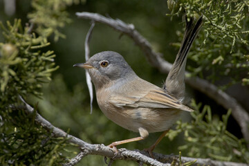 Atlasgrasmus, Tristram's Warbler, Sylvia deserticola