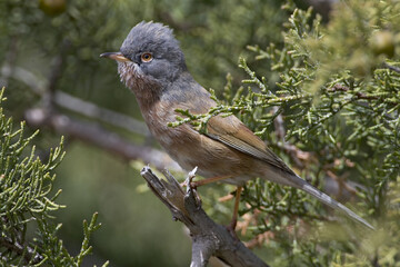 Atlasgrasmus, Tristram's Warbler, Sylvia deserticola