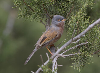 Atlasgrasmus, Tristram's Warbler, Sylvia deserticola