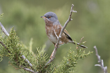 Atlasgrasmus, Tristram's Warbler, Sylvia deserticola