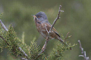 Atlasgrasmus, Tristram's Warbler, Sylvia deserticola