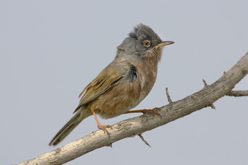 Atlasgrasmus, Tristram's Warbler, Sylvia deserticola