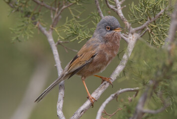 Atlasgrasmus, Tristram's Warbler, Sylvia deserticola