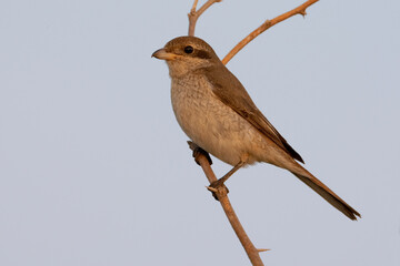 Turkestaanse Klauwier, Turkestan Shrike, Lanius phoenicuroides