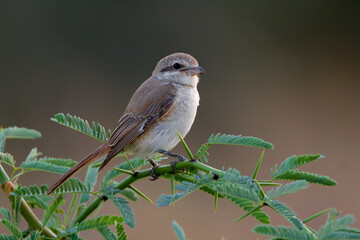 Turkestaanse Klauwier, Turkestan Shrike, Lanius phoenicuroides