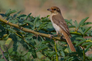 Turkestaanse Klauwier, Turkestan Shrike, Lanius phoenicuroides