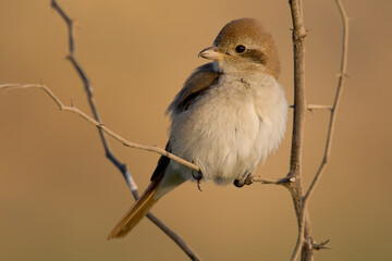 Turkestaanse Klauwier, Turkestan Shrike, Lanius phoenicuroides
