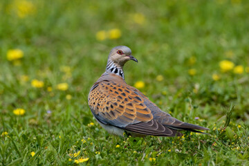 Zomertortel, European Turtle Dove, Streptopelia turtur