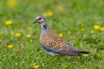 Zomertortel, European Turtle Dove, Streptopelia turtur