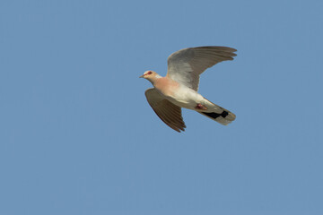 Turtle Dove; Zomertortel; Streptopelia turtur