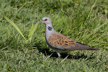 Turtle Dove; Zomertortel; Streptopelia turtur