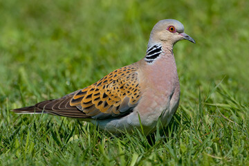 Zomertortel, European Turtle Dove, Streptopelia turtur