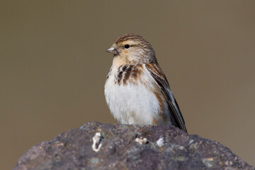 Frater, Twite, Carduelis flavirostris
