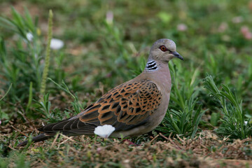 Turtle Dove; Zomertortel; Streptopelia turtur