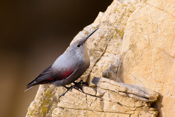 Rotskruiper, Wallcreeper, Tichodroma muraria