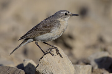 Water Pipit; Waterpieper; Anthus spinoletta